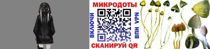 Галлюциногенные грибы Psilocybine cubensis  Георгиевск 